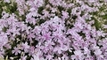 芝桜