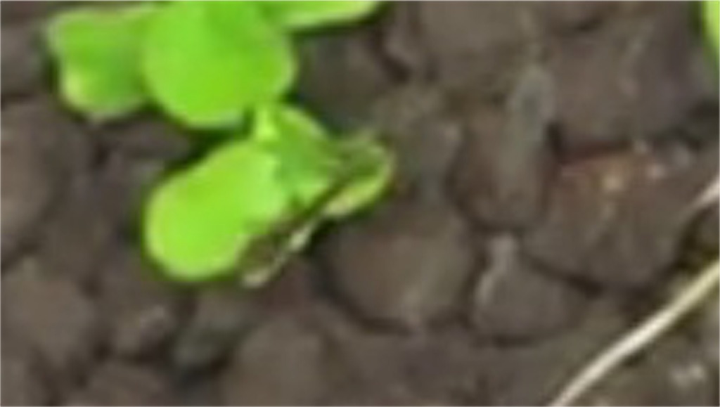 f:id:poor-aqua:20160915215441j:image