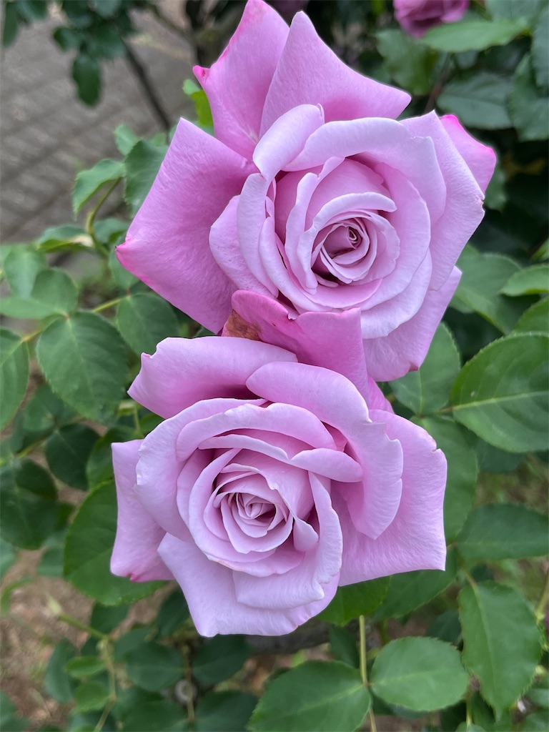 f:id:pooroldsoul:20240522075232j:image