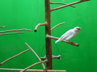 f:id:pooti:20100214234128j:image