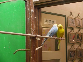 f:id:pooti:20100214234132j:image