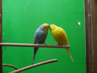 f:id:pooti:20100214234133j:image