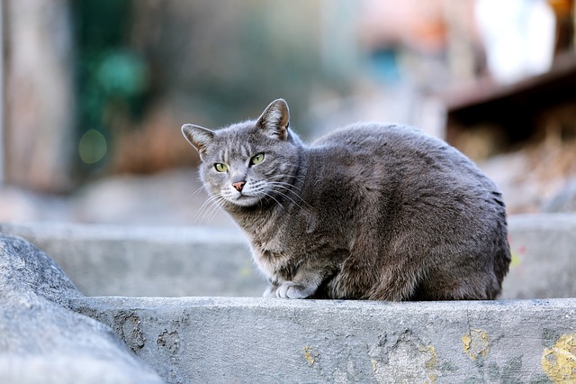f:id:pop-funeral-pop:20191211114136j:plain f:id:pop-funeral-pop:20191211114136j:plain