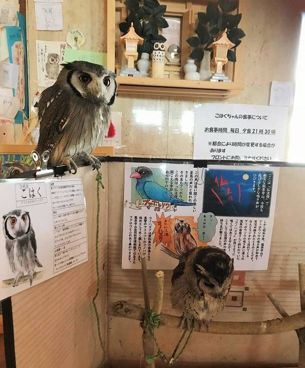 f:id:pop-ran:20180915160322j:plain