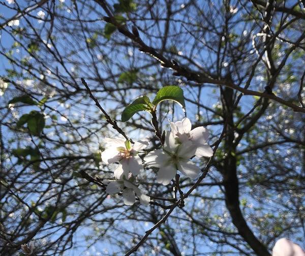 f:id:pop-ran:20181008175525j:plain