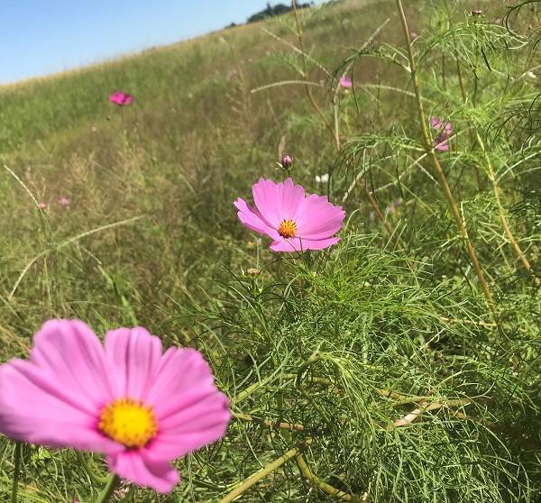 f:id:pop-ran:20181008175558j:plain