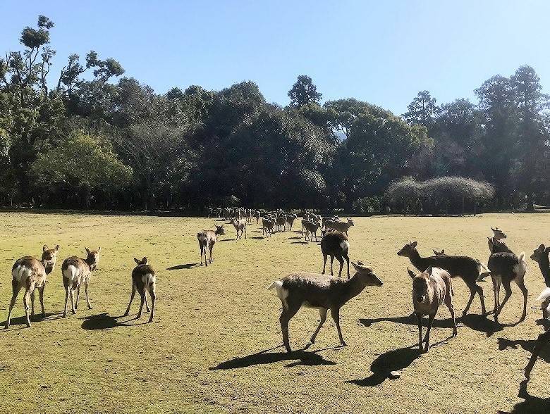 f:id:pop-ran:20190313200736j:plain