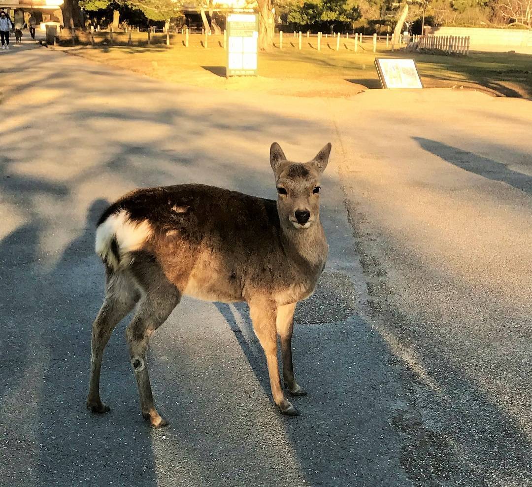 f:id:pop-ran:20190324170124j:plain