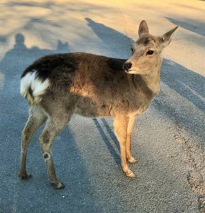 f:id:pop-ran:20190324170148j:plain