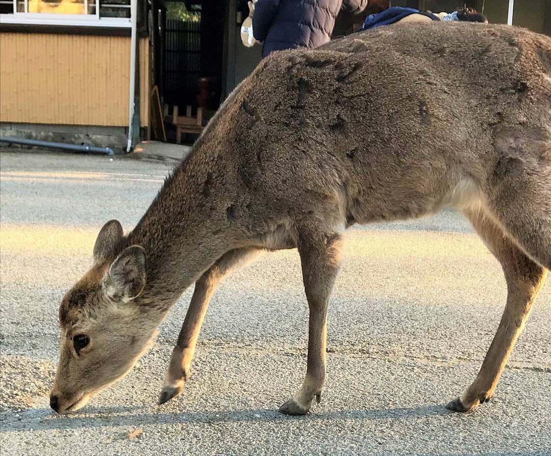 f:id:pop-ran:20190324170408j:plain