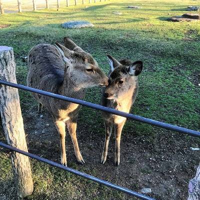 f:id:pop-ran:20190324170444j:plain