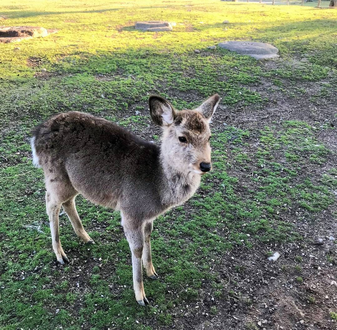 f:id:pop-ran:20190324170539j:plain