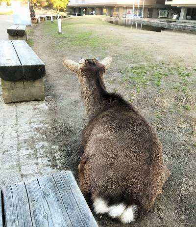 f:id:pop-ran:20190324170626j:plain