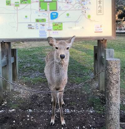 f:id:pop-ran:20190324171329j:plain