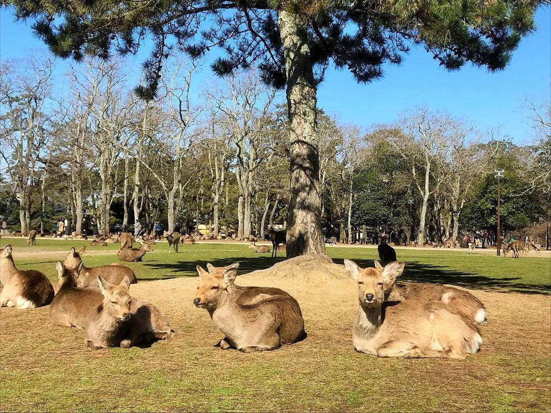 f:id:pop-ran:20190324171953j:plain