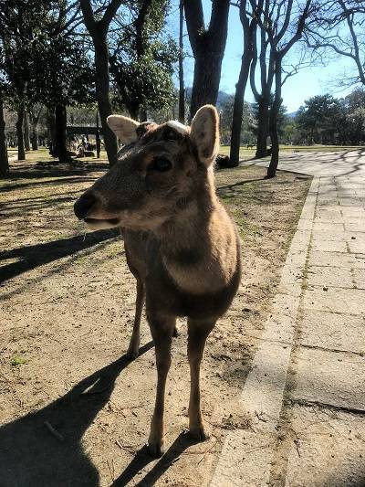 f:id:pop-ran:20190324172025j:plain