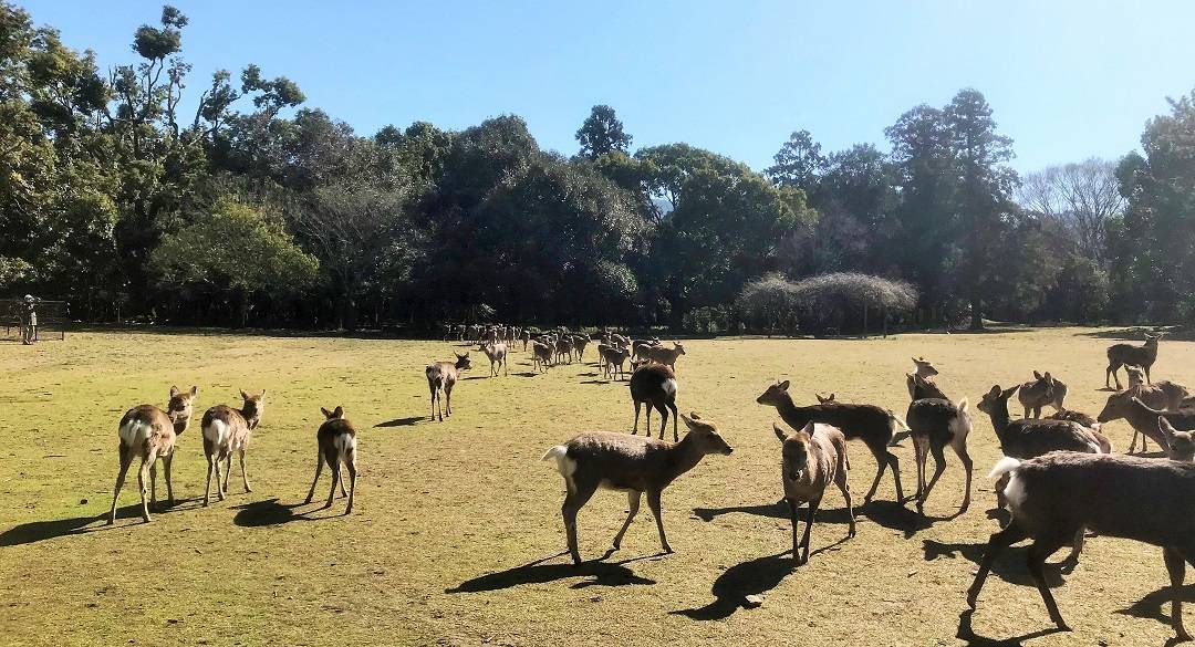 f:id:pop-ran:20190324172347j:plain