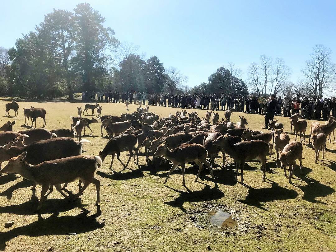 f:id:pop-ran:20190324172411j:plain