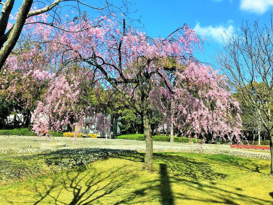 f:id:pop-ran:20190401230453j:plain