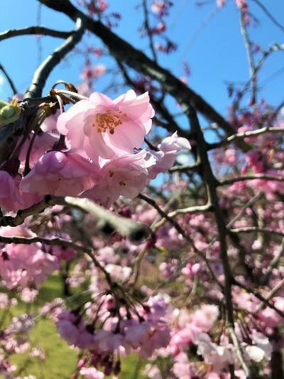 f:id:pop-ran:20190401230711j:plain