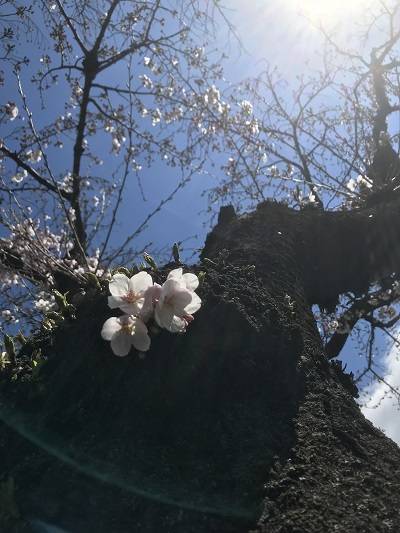 f:id:pop-ran:20190401233242j:plain