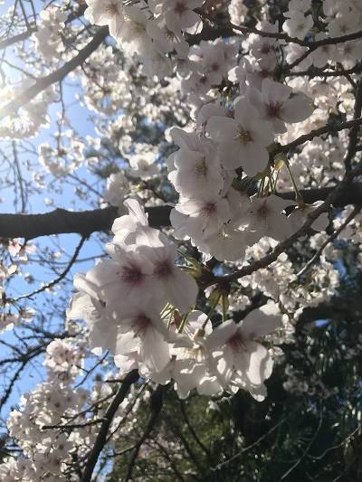 f:id:pop-ran:20190401233917j:plain