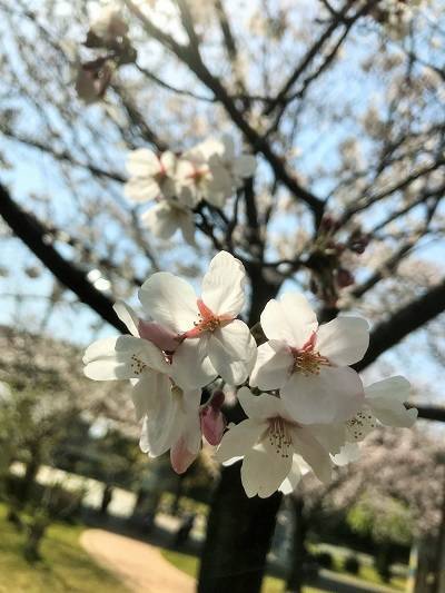 f:id:pop-ran:20190406225418j:plain