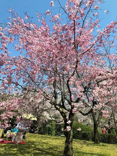 f:id:pop-ran:20190406225429j:plain