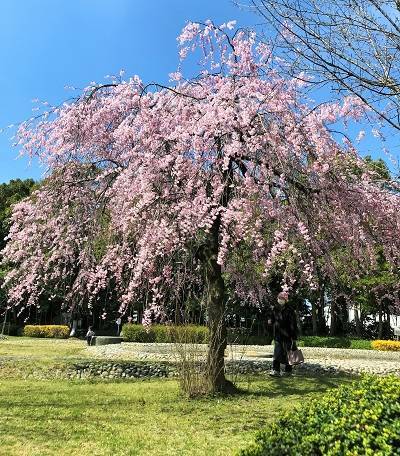 f:id:pop-ran:20190406230640j:plain