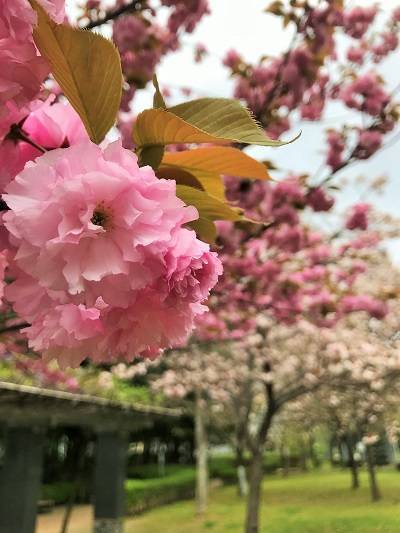 f:id:pop-ran:20190406230854j:plain