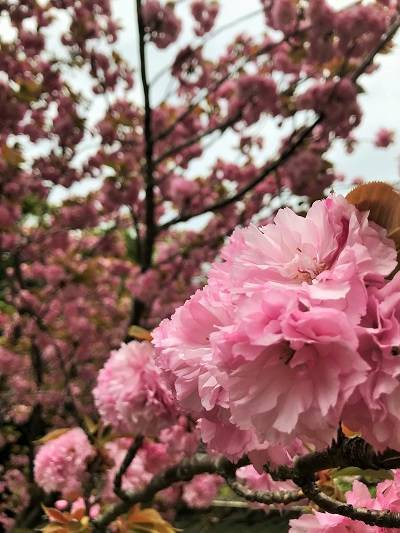 f:id:pop-ran:20190406231000j:plain