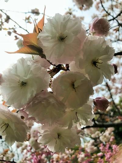 f:id:pop-ran:20190406231016j:plain