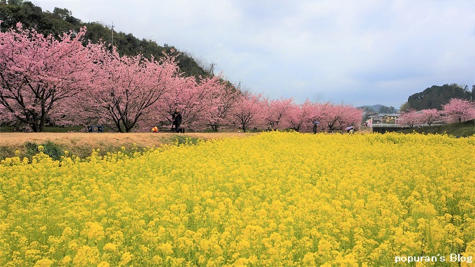 f:id:pop-ran:20200225213601j:plain