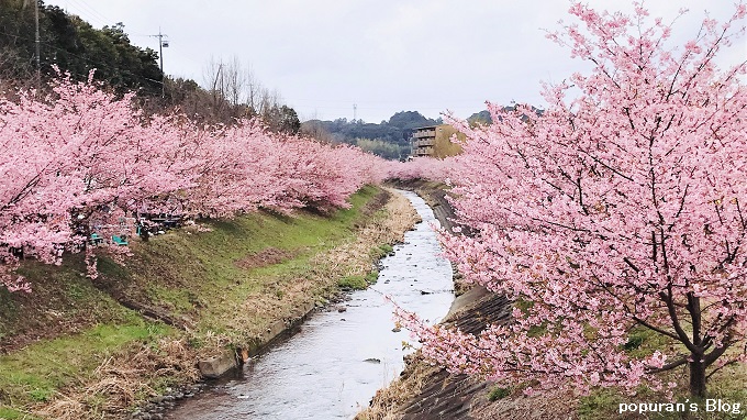 f:id:pop-ran:20200225214155j:plain