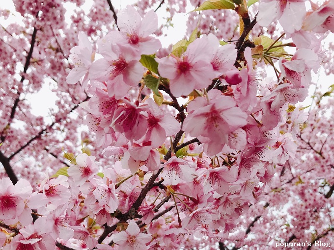 f:id:pop-ran:20200225215245j:plain