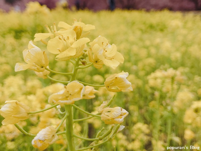 f:id:pop-ran:20200225215531j:plain