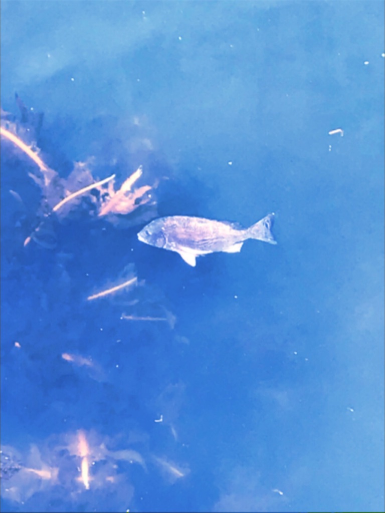 f:id:popapamk:20180506151932j:image