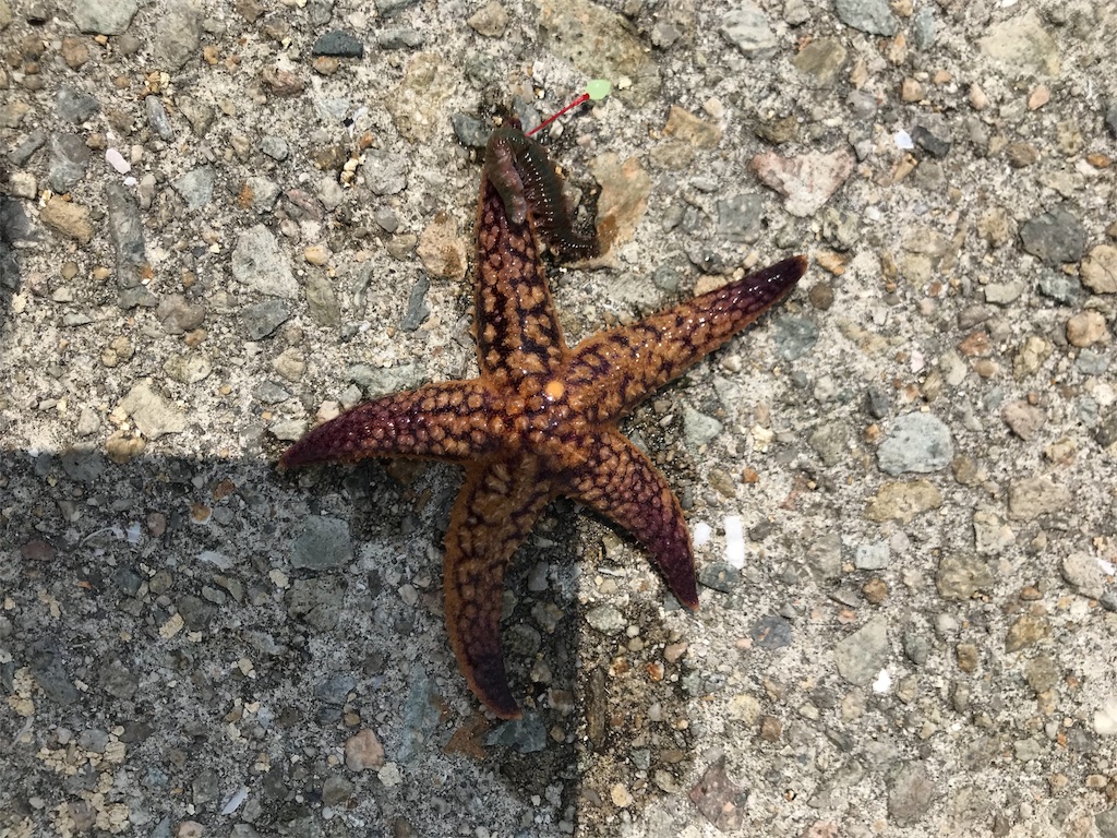 f:id:popapamk:20180506194205j:image