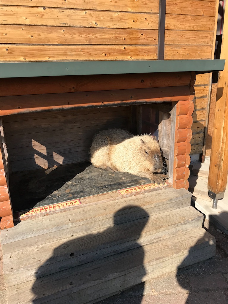 f:id:popkiller:20190106152233j:image
