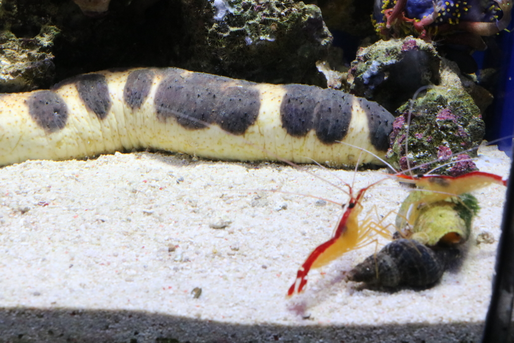 エクレアナマコ