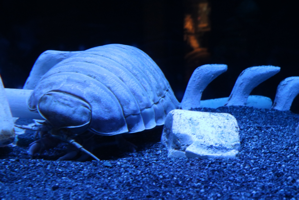 f:id:popmusik3141:20170429185734j:plain