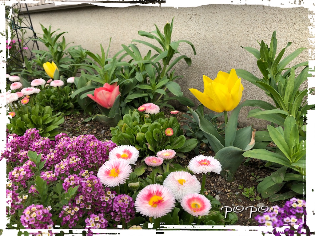 f:id:popo48:20200309111044j:image