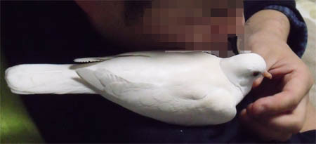 f:id:popo_gin:20101219214020j:image f:id:popo_gin:20101219214020j:image