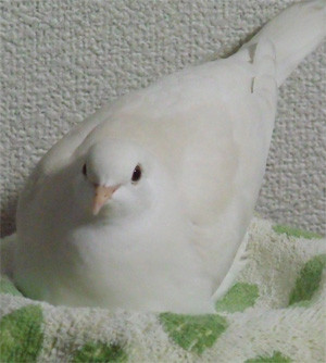 f:id:popo_gin:20110313211535j:image f:id:popo_gin:20110313211535j:image
