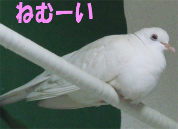f:id:popo_gin:20110520232438j:image f:id:popo_gin:20110520232438j:image