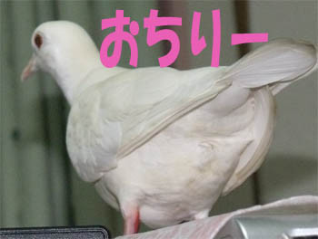 f:id:popo_gin:20110925221637j:image f:id:popo_gin:20110925221637j:image