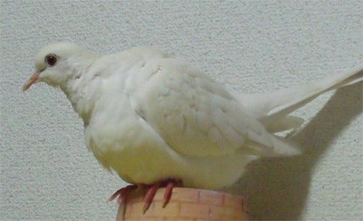 f:id:popo_gin:20120209133224j:image