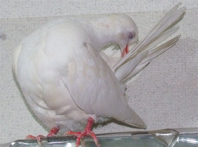 f:id:popo_gin:20120209133754j:image