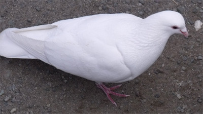 f:id:popo_gin:20120209133928j:image