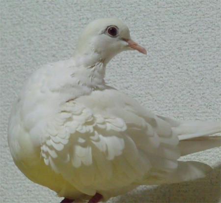 f:id:popo_gin:20120209134200j:image